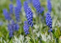 224 Blume-DDD_4368-als-Smart-Objekt-1